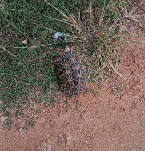 Indian Star Tortoise