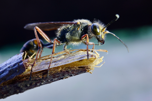 Asian Mud-dauber Wasp