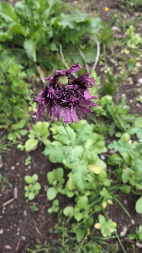 opium poppy