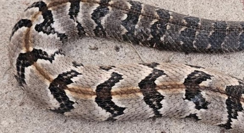 Timber Rattlesnake