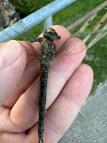 Southern Hawker