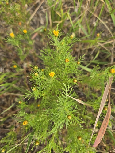 Fetid marigold