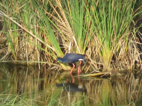 Western Swamphen
