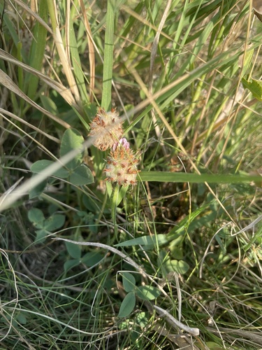 Strawberry clover