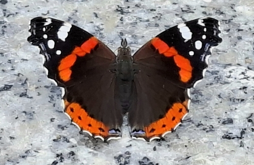Red Admiral