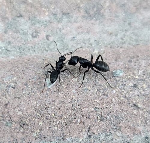Hairy Carpenter Ant