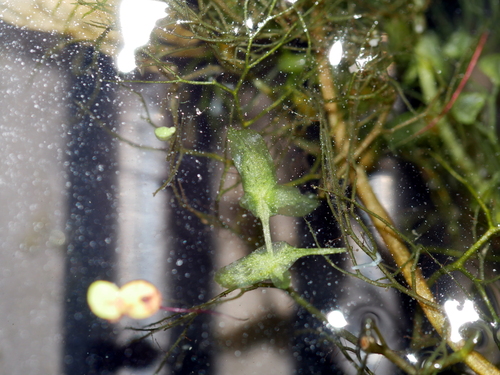 Ivy-leaved Duckweed