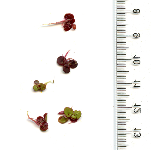 greater duckweed