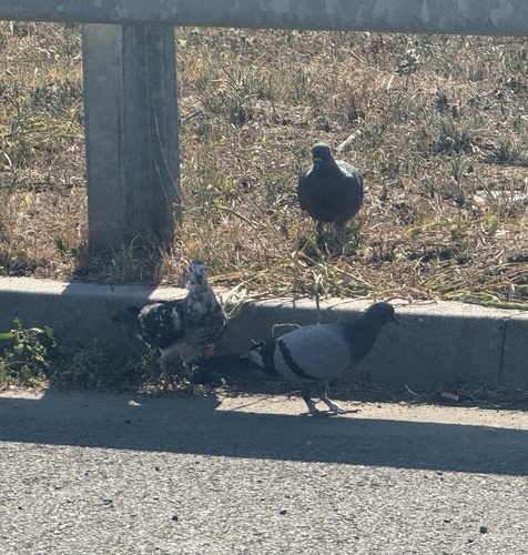 Feral Pigeon