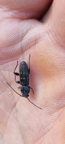 House Longhorn
