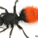 Klug's Velvet Ant - Photo (c) backyardmacrophotos, all rights reserved, uploaded by backyardmacrophotos