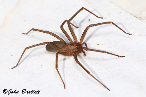 Jackspanner Insect Photo 71214019, (c) backyardmacrophotos, all rights reserved, uploaded ...