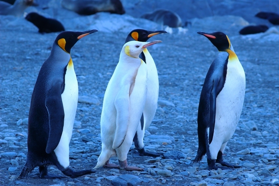 King penguin - Wikipedia