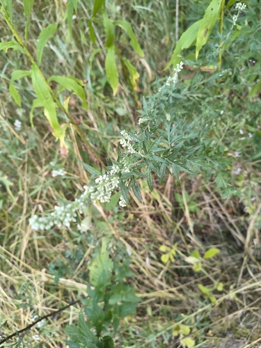 common mugwort