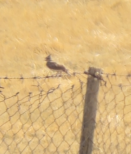 Crested Lark
