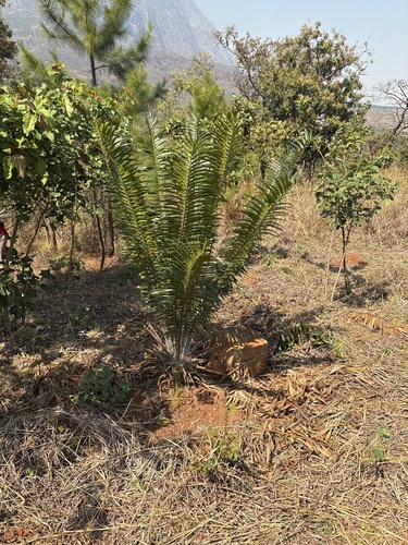 Mulanje Cycad