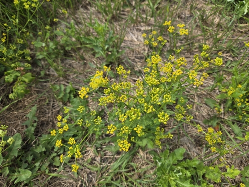 wild parsnip