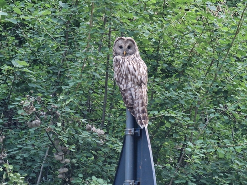 Ural Owl