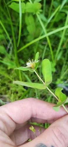 Virginia marsh St. John's-wort
