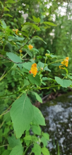common jewelweed