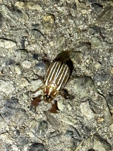 iNaturalist observation photo of Lined June Beetles
