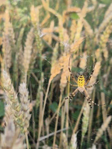 Wasp Spider
