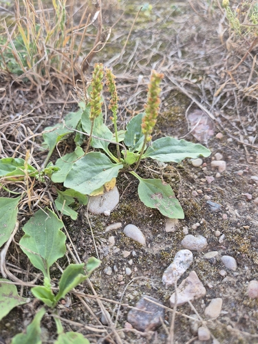 greater plantain