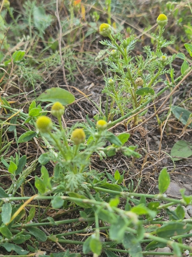 pineapple-weed