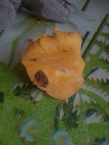 Golden Chanterelle