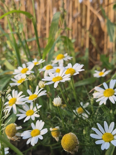 Stinking chamomile