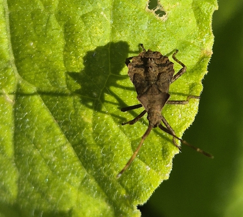 Dock Bug
