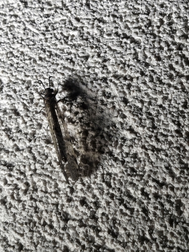 Spotted-wing antlion