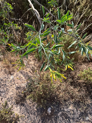 tree tobacco