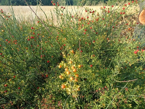 Poet's Cassia