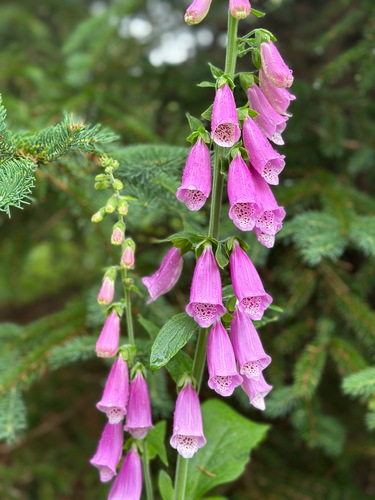 purple foxglove