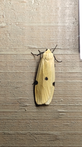 Four-spotted Footman