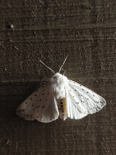 White Ermine
