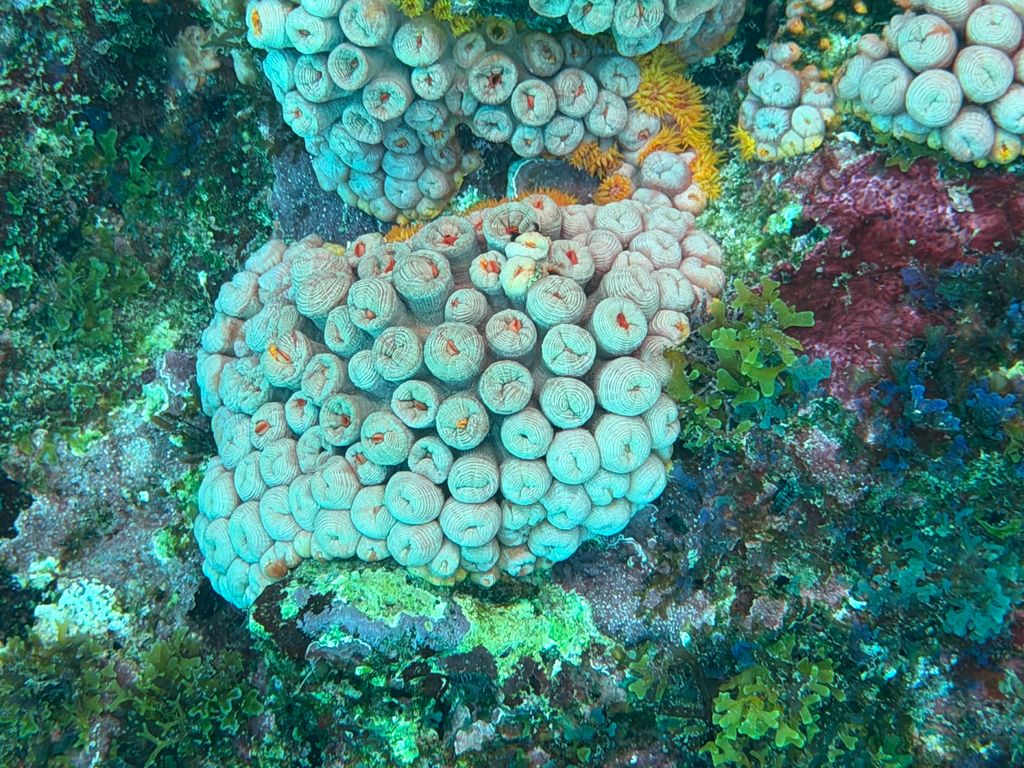 Orange Cup Coral