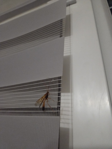 Opheltes glaucopterus