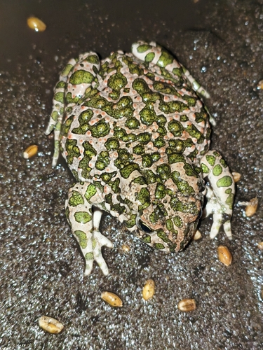 Green Toad