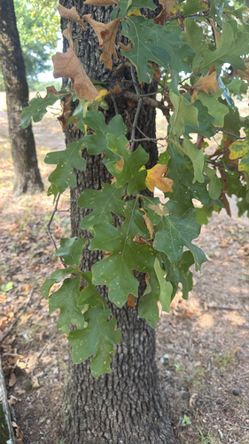 post oak