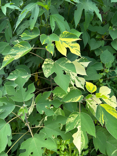 Paper mulberry