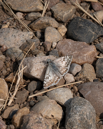 Common Checkered-Skipper
