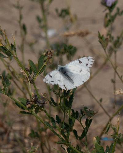 Western White