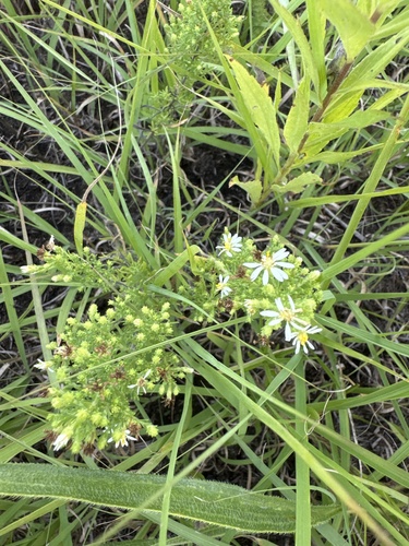 heath aster