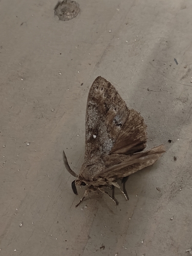 Pine-tree Lappet