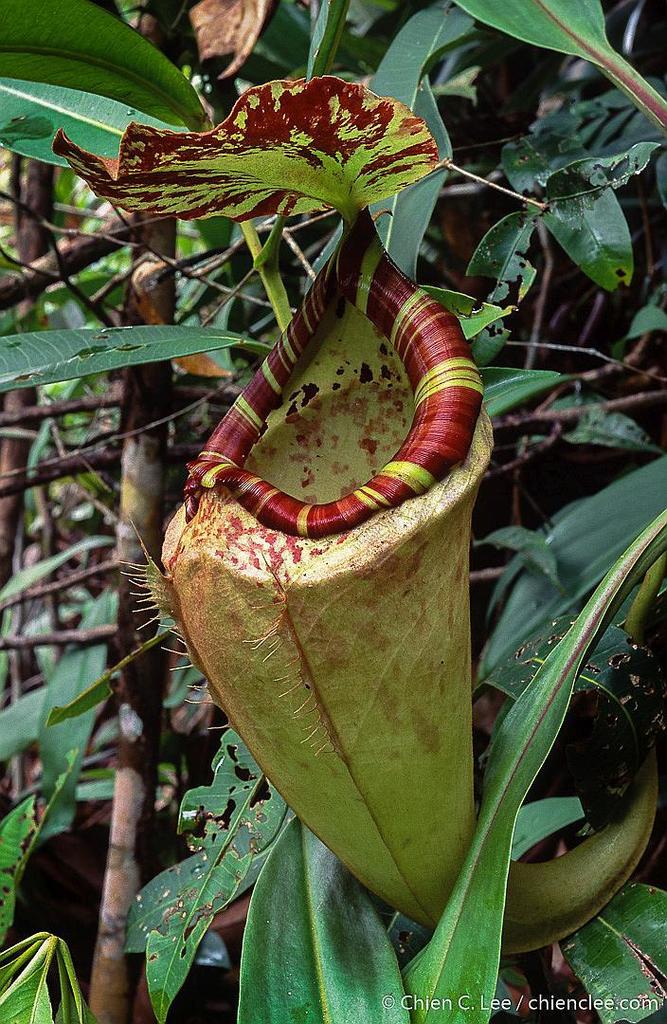 Nepenthes sumatrana in May 1999 by Chien Lee · iNaturalist