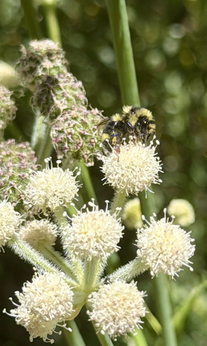 iNaturalist observation photo of Indiscriminate Cuckoo Bumble Bee