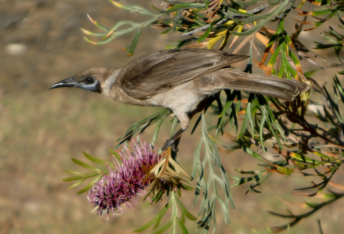 Little Friarbird