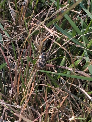 Oriental Beetle